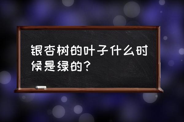 老家的银杏树又绿了叶子 银杏树的叶子什么时候是绿的？