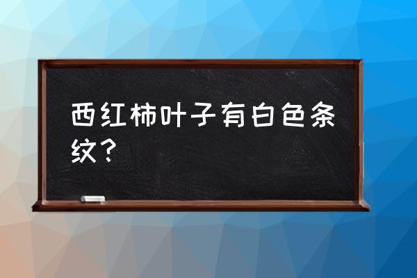 白色衣服染上西红柿怎么办 西红柿叶子有白色条纹？