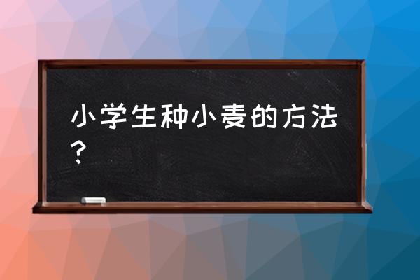 小麦种子要泡几个小时再种 小学生种小麦的方法？