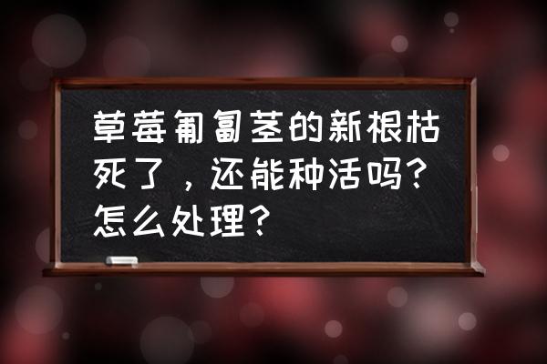 草莓枯萎病的防治方法 草莓匍匐茎的新根枯死了，还能种活吗？怎么处理？