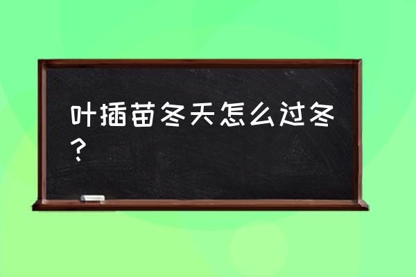 冬季新栽苗木防寒措施 叶插苗冬天怎么过冬？