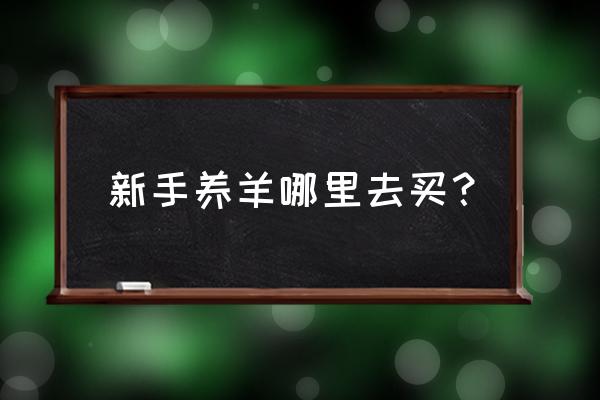 新手怎么买羊最合适 新手养羊哪里去买？