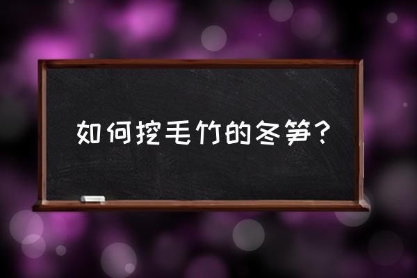 如何在小楠竹山上挖冬笋 如何挖毛竹的冬笋？