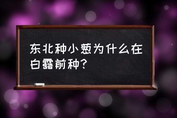 春天移栽小葱的正确方法 东北种小葱为什么在白露前种？