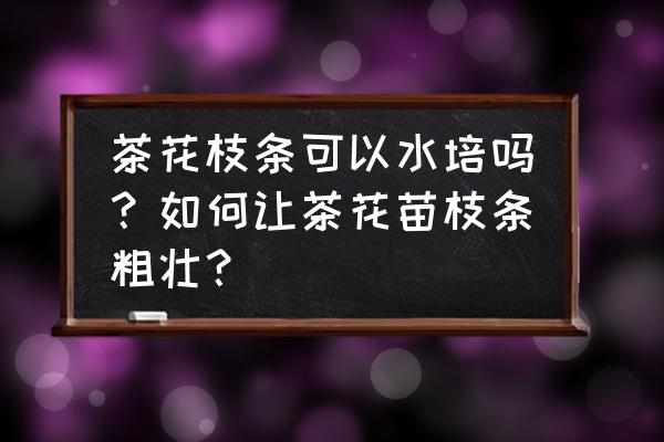 嫁接大树桩要留放水口吗 茶花枝条可以水培吗？如何让茶花苗枝条粗壮？