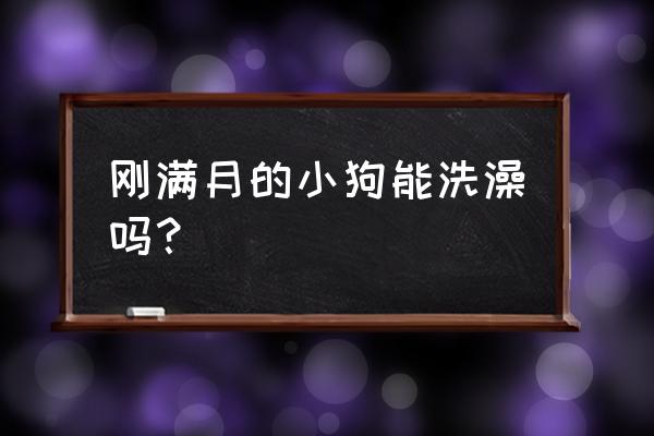 狗可以用猫专用沐浴露洗澡吗 刚满月的小狗能洗澡吗？