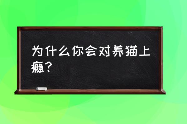 为什么吸猫身上的味道会让人上瘾 为什么你会对养猫上瘾？