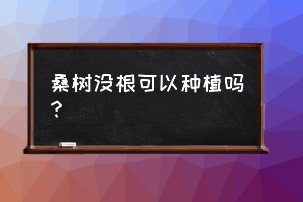 桑树怎么插活得最好 桑树没根可以种植吗？