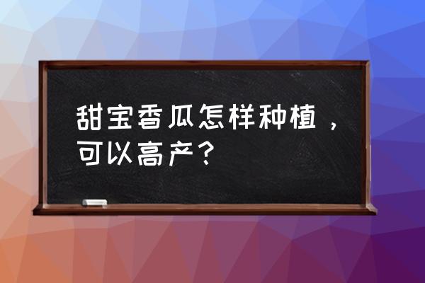 香瓜种植时间和方法全过程 甜宝香瓜怎样种植，可以高产？