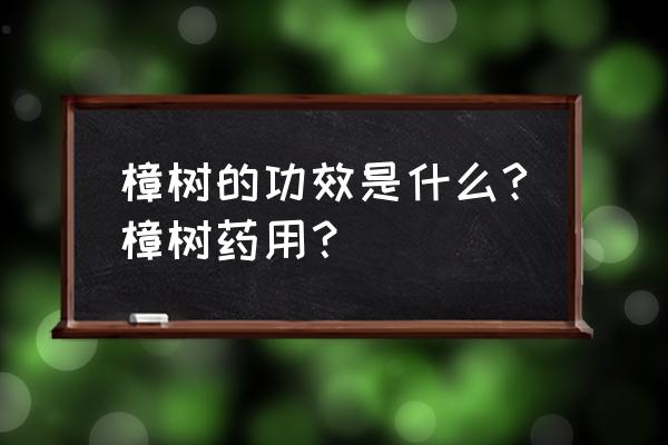 原产地证一证多用 樟树的功效是什么?樟树药用？