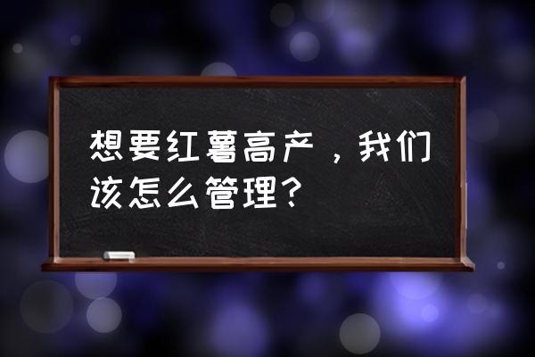 红薯种上以后怎么才能高产 想要红薯高产，我们该怎么管理？