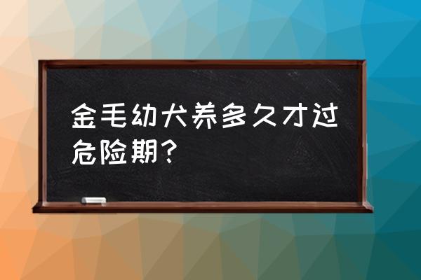 金毛40天怎么养需要注意什么 金毛幼犬养多久才过危险期？