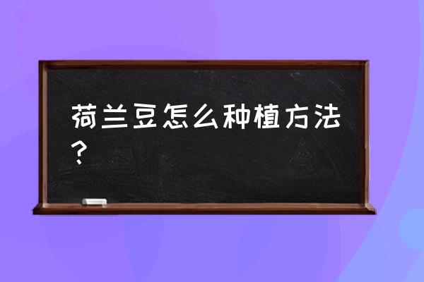 怎样种植荷兰豆长得快 荷兰豆怎么种植方法？