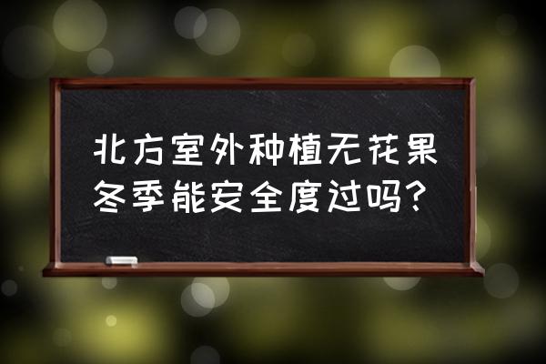 无花果的露地栽培与管理 北方室外种植无花果冬季能安全度过吗？