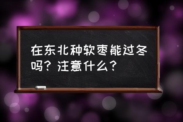 软枣猕猴桃种植方法和注意事项 在东北种软枣能过冬吗？注意什么？