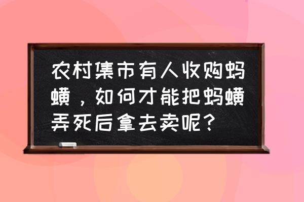 水蛭是怎么收购的 农村集市有人收购蚂蟥，如何才能把蚂蟥弄死后拿去卖呢？