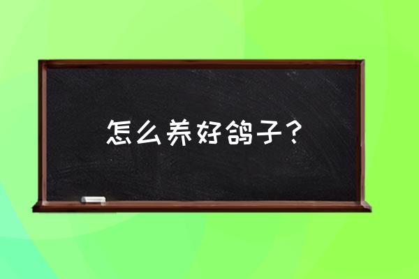 怎样养好鸽子 怎么养好鸽子？