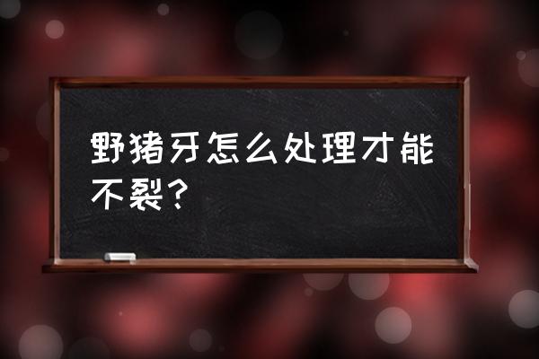 给小猪剪牙的正确方法 野猪牙怎么处理才能不裂？