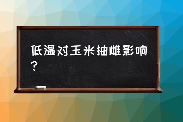 农业上如何去除低温对玉米的伤害 低温对玉米抽雌影响？