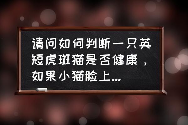 英短蓝猫有眼屎正常么 请问如何判断一只英短虎斑猫是否健康，如果小猫脸上有褐色的泪痕或是眼屎是什么情况？