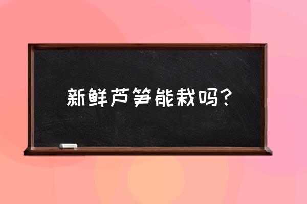 芦笋冬天怎么留种 新鲜芦笋能栽吗? 芦笋冬天怎么留种 新鲜芦笋能栽吗?