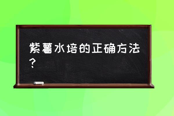 紫薯种植方法怎么育苗 紫薯水培的正确方法？