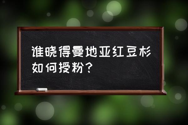 曼地亚红豆杉种植技巧 谁晓得曼地亚红豆杉如何授粉？