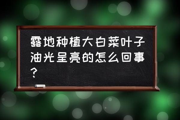 粘土怎么做白菜叶子 露地种植大白菜叶子油光呈亮的怎么回事？