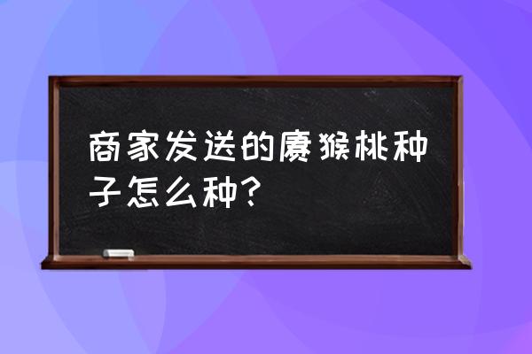 猕猴桃种子盆栽 商家发送的猕猴桃种子怎么种？