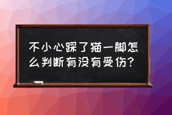 踩到猫尾巴怎样知道有事没事 不小心踩了猫一脚怎么判断有没有受伤？