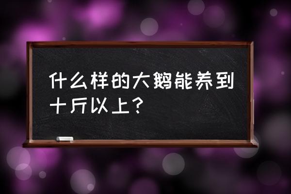 为什么养鹅不超过6年 什么样的大鹅能养到十斤以上？