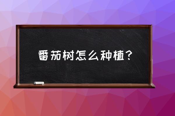 西红柿几月份种植 番茄树怎么种植？