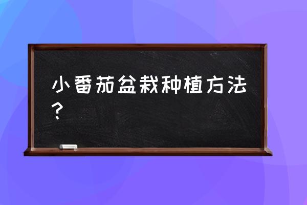 小番茄花盆栽种 小番茄盆栽种植方法？