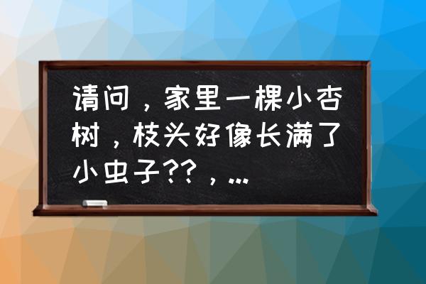 怎么判断青梅有没有虫子 请问，家里一棵小杏树，枝头好像长满了小虫子??，怎么办呢？