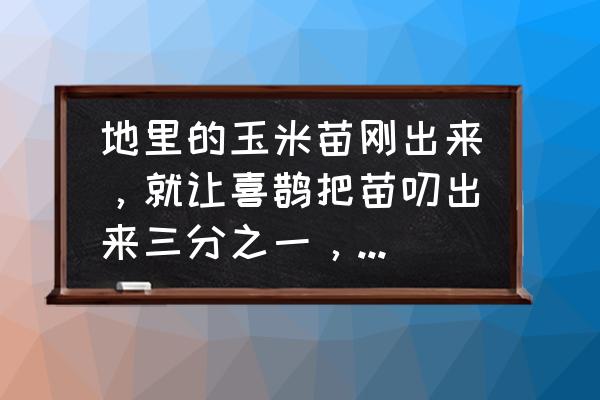 怎么不让喜鹊吃玉米苗 地里的玉米苗刚出来，就让喜鹊把苗叨出来三分之一，怎样才能预防？