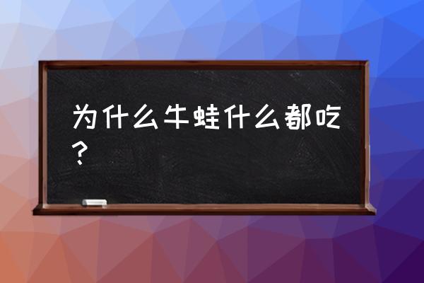 白蚁怎么喂鱼最好 为什么牛蛙什么都吃？