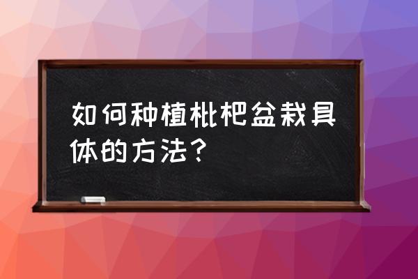 枇杷树苗怎么养长得快 如何种植枇杷盆栽具体的方法？