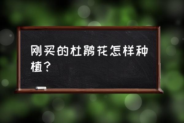 种植牙第一次手术后注意什么 刚买的杜鹃花怎样种植？