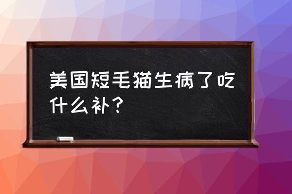 日常如何防止猫猫生病 美国短毛猫生病了吃什么补？