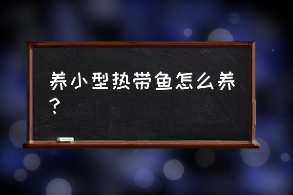 热带鱼的养殖方法和注意事项 养小型热带鱼怎么养？