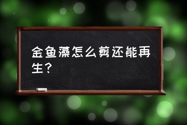 金鱼水草怎么修剪 金鱼藻怎么剪还能再生? 金鱼水草怎么修剪 金鱼藻怎么剪还能再生?
