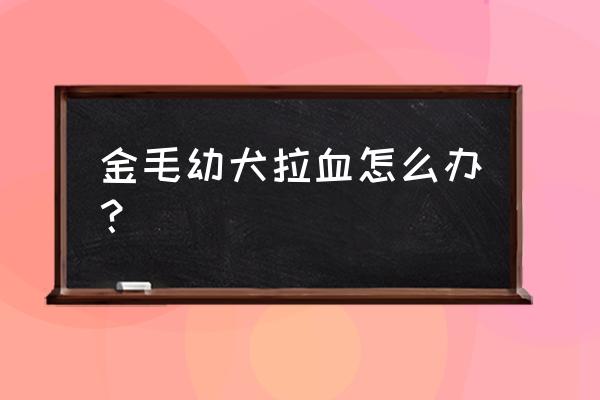 狗狗拉血便喂什么药 金毛幼犬拉血怎么办？