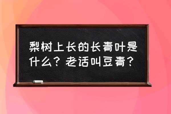 九月青豆角什么品种 梨树上长的长青叶是什么?老话叫豆青? 九月青豆角什么品种 梨树上长的长青叶是什么?老话叫豆青?
