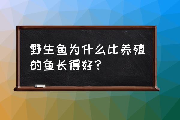 野生鲫鱼和养殖鲫鱼的区别 野生鱼为什么比养殖的鱼长得好？