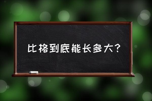 怎样自己训练比格犬 比格到底能长多大？